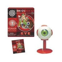 Modelo ojo humano armable