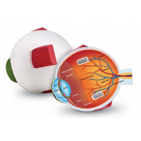 modelo de ojo para clase ciencias
