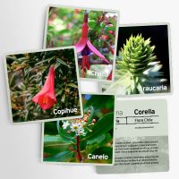 laminas de flora chilena para niños